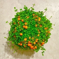 観葉植物　苔サンゴ　（タマツヅリ）