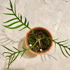 観葉植物　フィロデンドロン　トータムの画像