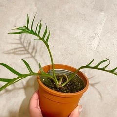 観葉植物　フィロデンドロン　トータム