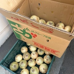 佐賀県産🧅新玉葱入荷しました！✨