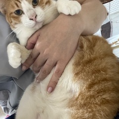 段ボールと共に捨てられていた子です