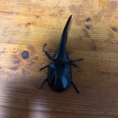 訳ありヘラクレスの画像