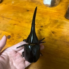 訳ありヘラクレスの画像