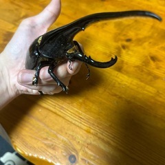 訳ありヘラクレスの画像