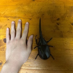 訳ありヘラクレスの画像