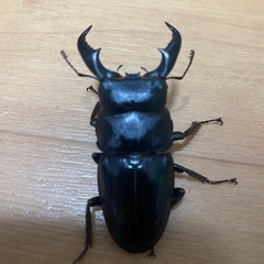 アマミヒラタクワガタ♂
