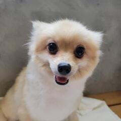 引退犬。ポメラニアン　メス