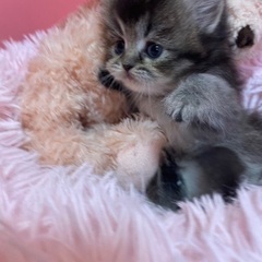 ラガマフィンの女の子✨総額10万円とお得プライスでお迎えできます✨ - ペット