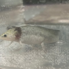 【引き取り限定割引】　値引き　突然変異成長しないウーパールーパーの画像