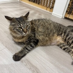 猫　モフモフ