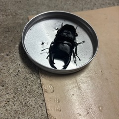 オオクワガタの画像