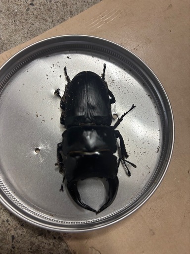オオクワガタ