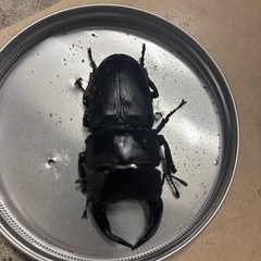 オオクワガタ