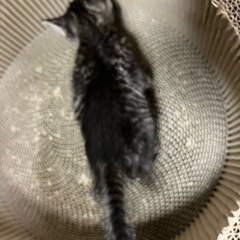 性格おっとり、好奇心旺盛な黒キジトラ？　次男坊気質