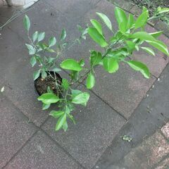 ●夏みかん苗、画像参照、（色々な苗投稿してます）