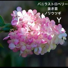 ノリウツギ　3種　　交渉中の画像