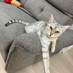 1歳前後の女の子！去勢、ワクチン接種済みです