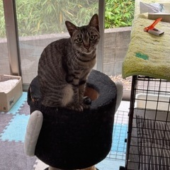ギジトラ甘えん坊