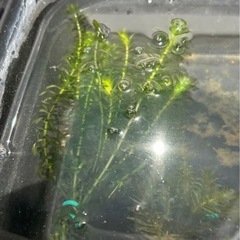 水草　アナカリス 10本の画像