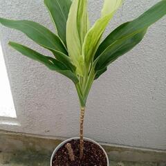 観葉植物Ｂ31