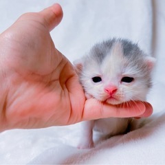 ⭐︎スコティッシュフォールド生後３０日くらいから見学できます⭐︎