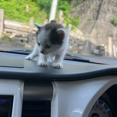 お迎えしてくれる方探してます‼️