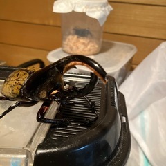 ヘラクレスオオカブトの画像