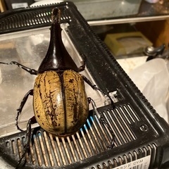 ヘラクレスオオカブトの画像