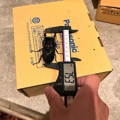 レギウスオオツヤクワガタ　ペアの画像