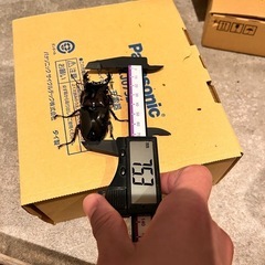レギウスオオツヤクワガタ　ペア