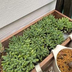 自家栽培の多肉植物です。