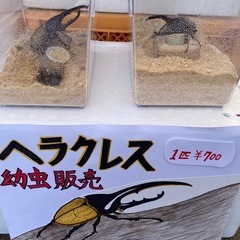 「取引中」ヘラクレス幼虫販売