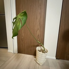 モンステラ 幹立ち 幹上がり