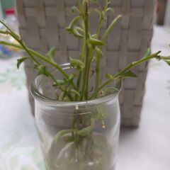 多肉植物　ドルフィンネックレス