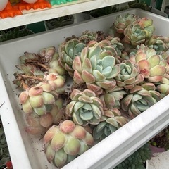 自家栽培の多肉植物