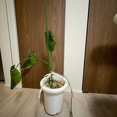 モンステラ 幹立ち 幹上がり