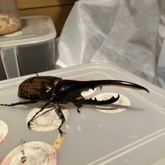 ヘラクレスオオカブト