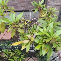 植木、植物