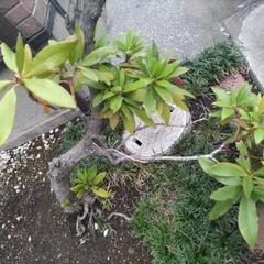 植木、植物の画像