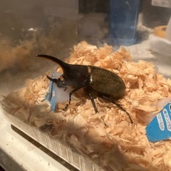 ヘラクレスオオカブトの画像