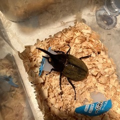 ヘラクレスオオカブト