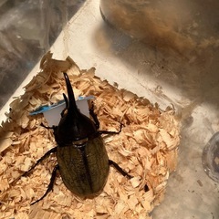 ヘラクレスオオカブトの画像