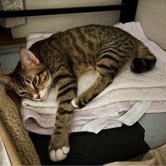 甘えん坊のソックス君 − 徳島県