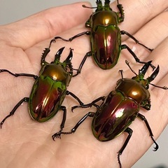 ニジイロクワガタ　レッドピカール！ペア、単品