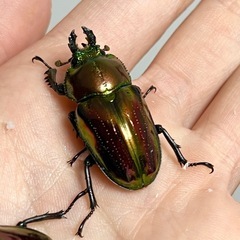 ニジイロクワガタ　レッドピカール！ペア、単品の画像