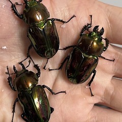 ニジイロクワガタ　レッドピカール！ペア、単品の画像