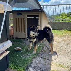 5歳　黒柴　オス　芝犬