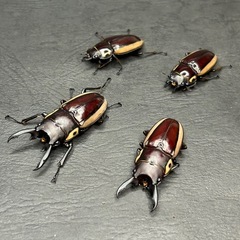 ビソンノコギリクワガタ　ペア