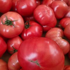 ❗❗農家の作るっ❗❗美味しいとまと🍅その①