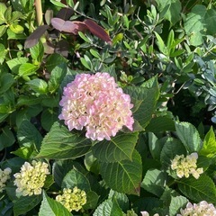 紫陽花　さし穂の画像